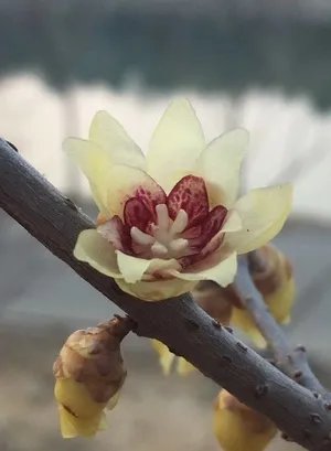 Dettaglio di un fiore di Calicanto dInverno con il centro rosso porpora