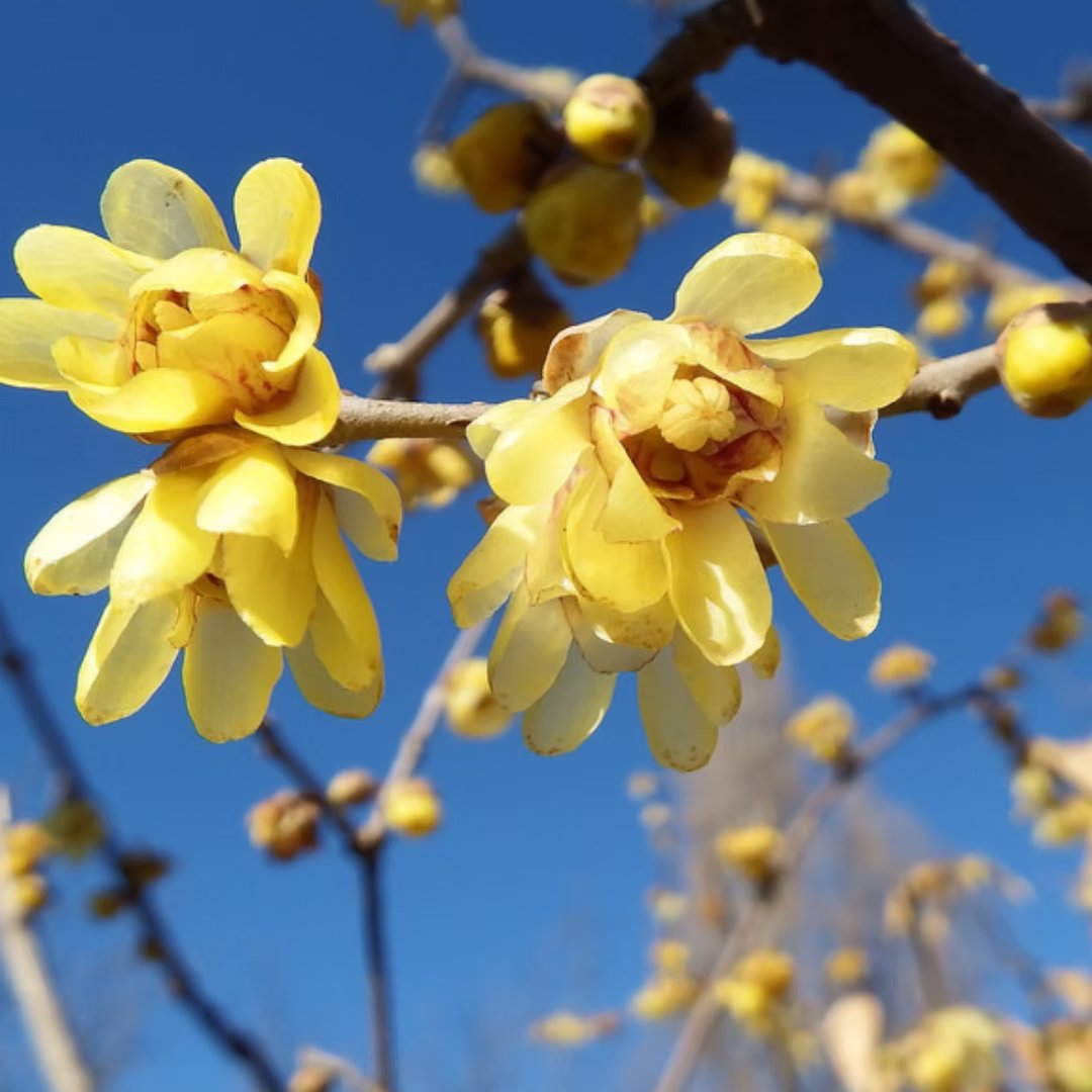 Due fiori di Calicanto d'Inverno in primo piano contro un cielo azzurro