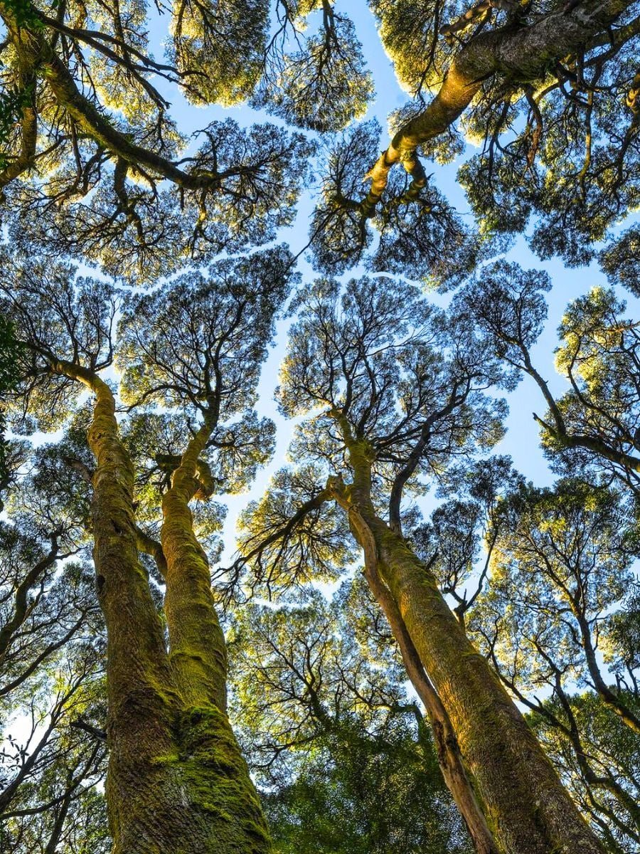 Chiome di alberi alti viste dal basso, che non si toccano tra loro lasciando spazi vuoti nel cielo