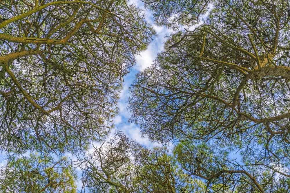Chiome di pini viste dal basso con il fenomeno del crown shyness